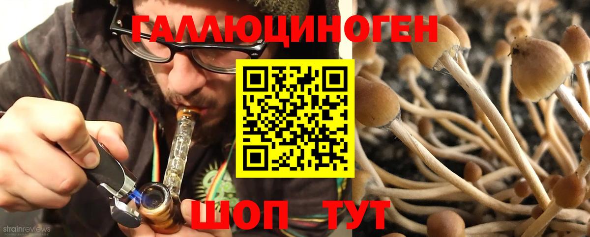 Псилоцибиновые грибы Psilocybe  Псилоцибиновые грибы ЛСД  Выборг  цена наркотик  Вход с VPN 